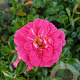 Rosa (H) Knirps GM C1.5 eigen wortel