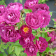 Rosa Perrenial Blue 150-175 cm vierkant rond 5,5L