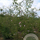 Rosa (o) rubiginosa 200-250 cm draadkluit struik
