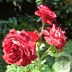 Rosa (RA) That's Jazz 150-175 cm vierkant rond 5,5L