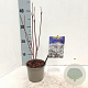 Cornus alba Nightfall 25-30 cm P12