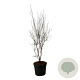 Cornus Aurora 225-250 cm cont. 90L Pir. op stam extra