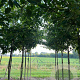 Cornus controversa 10-12 HO draadkluit