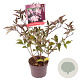 Sambucus nigra Black Beauty 40-50 cm 3,0L