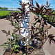 Sambucus nigra Black Beauty 40-50 cm 3,0L