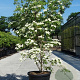 Cornus k. 'Weisse Fontaine' 200-250 cm cont. 70L meerstammig
