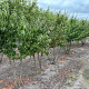 Cornus mas 175-200 cm draadkluit struik op Stam
