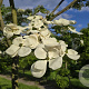 Cornus nuttallii 350-400 cm draadkluit meerstammig op aanvraag