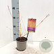 Cornus sang. 'Midwinter Fire' 25-30 cm P12