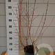 Cornus sang. 'Midwinter Fire' 40-60 cm 5,0L