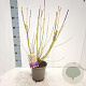 Cornus sericea 'Flaviramea' 40-60 cm 2,0L