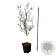 Cornus Starlight 170-200 cm cont. 55L extra