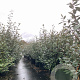 Elaeagnus ebbingei 150-175 cm 40L struik