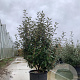 Elaeagnus ebbingei 150-175 cm 40L struik