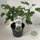 Ficus car. 'Del Portogallo' 40-50 cm 3,0L