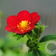 Fragaria a. Red Ruby GM P9