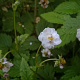Fragaria v. 'Plena' GM P9