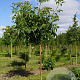 Juglans r. 'Broadview' 14-16 HO draadkluit