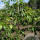 Juglans r. 'Buccaneer' 10-12 HO draadkluit