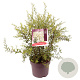 Spiraea cinerea 'Grefsheim' 60-80 cm 7,5L