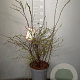 Spiraea cinerea 'Grefsheim' 60-80 cm 7,5L
