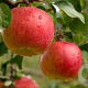 Malus d. 'Lired' 12-14 HO 45L