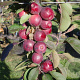 Malus d. 'Maypole' 175-200 cm 20L geveerd