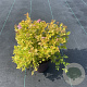 Spiraea jap. 'Golden Princess' 20-30 cm P13