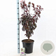 Prunus cer. Crimson Pointe 100-120 cm 10L