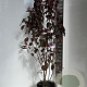 Prunus cer. Crimson Pointe 100-120 cm 10L
