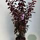 Prunus cer. 'Nigra' 100-120 cm 10L