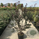 Prunus cer. 'Nigra' 125-150 cm 40L meerstammig
