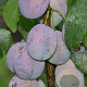 Prunus d. 'Imperial' 14-16 HA cont. 90L