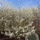 Prunus incisa 'Fujiyama' 250-300 cm draadkluit struik