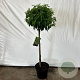 Prunus l. 'Angustifolia' 90 cm stam 12L
