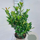 Prunus l. Bonaparte 40-60 cm 5,0L