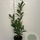 Prunus l. 'Caucasica' 60-80 cm 3,0L