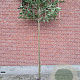Prunus l. 'Caucasica' 12-14 HO draadkluit