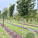 Prunus l. 'Caucasica' 12-14 HO draadkluit LEIVORM 200 cm stam