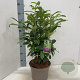 Prunus l. Genolia 50-60 cm 5,0L