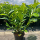Prunus l. 'Novita' 40-60 cm 3,0L