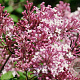 Syringa 'Josée' 200-250 cm draadkluit struik