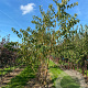 Prunus maackii 'Amber Beauty' 350-400 cm draadkluit meerstammig op aanvraag