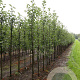 Prunus padus 'Albertii' 10-12 HO draadkluit