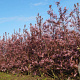 Prunus padus 'Colorata' 700-800 cm draadkluit meerstammig