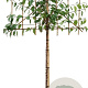 Prunus ser. 'Kanzan' 14-16 HO draadkluit lei 180x150 200 cm stam