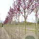 Prunus ser. 'Royal Burgundy' 10-12 HO draadkluit