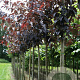 Prunus ser. 'Royal Burgundy' 10-12 HO draadkluit