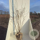 Prunus subh. 'Autumnalis' 150-175 cm met kluit meerstammig