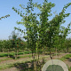 Prunus yedoensis 600-700 cm draadkluit meerstammig